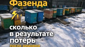 Фазенда. Сколько в результате потерь после зимовки