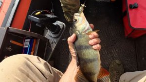 Сезон - 2025.Судаки,окуни по 700гр