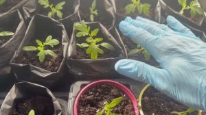 Рассада томатов.