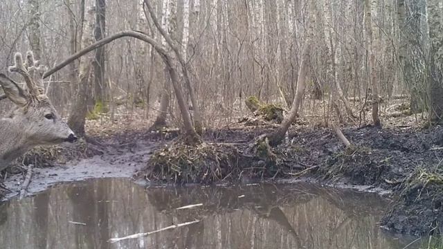 Козлик фото ловушка смотреть онлайн