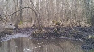 Козлик фото ловушка