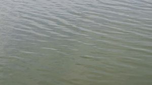 Мы случайно оказались на рыбалке и полусили массу эмоций и информации !!!