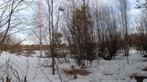 Ловля птиц 29.03.2026.