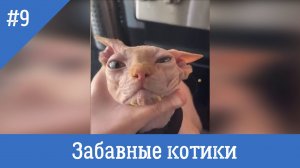 Забавные котики #9. Самые смешные видео с котами и кошками.