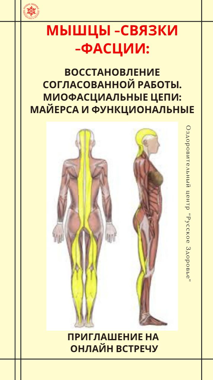 Мышцы -связки -фасции Миофасциальные цепи: Майерса и функциональные. Приглашение на онлайн встречу