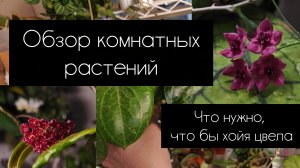 обзор комнатных растений. март 2026