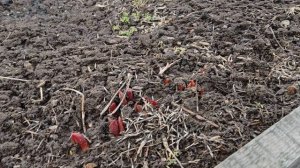 Весна пришла...