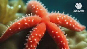 НЕОБЫКНОВЕННОЙ КРАСОТЫ ПОДВОДНЫЙ МИР и КРАСИВАЯ МУЗЫКА *** МУЗЫКАЛЬНЫЙ РЕЛАКС