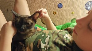 Буся (окрас соболь) укладывает спать ребёнка)