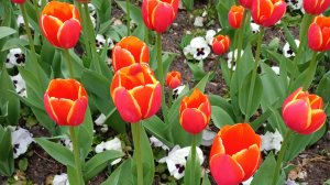 Анапа в цветах!