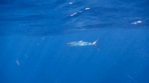 Ханосы. «Туристик шарк»🤭Красное море. Макади. Бухта Щарм-Эль-Араб. Декабрь 2025.