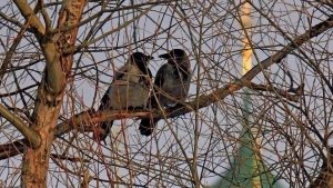 ТАРО ПРОГНОЗ НА АПРЕЛЬ МЕСЯЦ ДЛЯ ПРЕДСТАВИТЕЛЕЙ ЗНАКА ЗОДИАКА СТРЕЛЕЦ. НАДЁЖНОЕ ТАРО