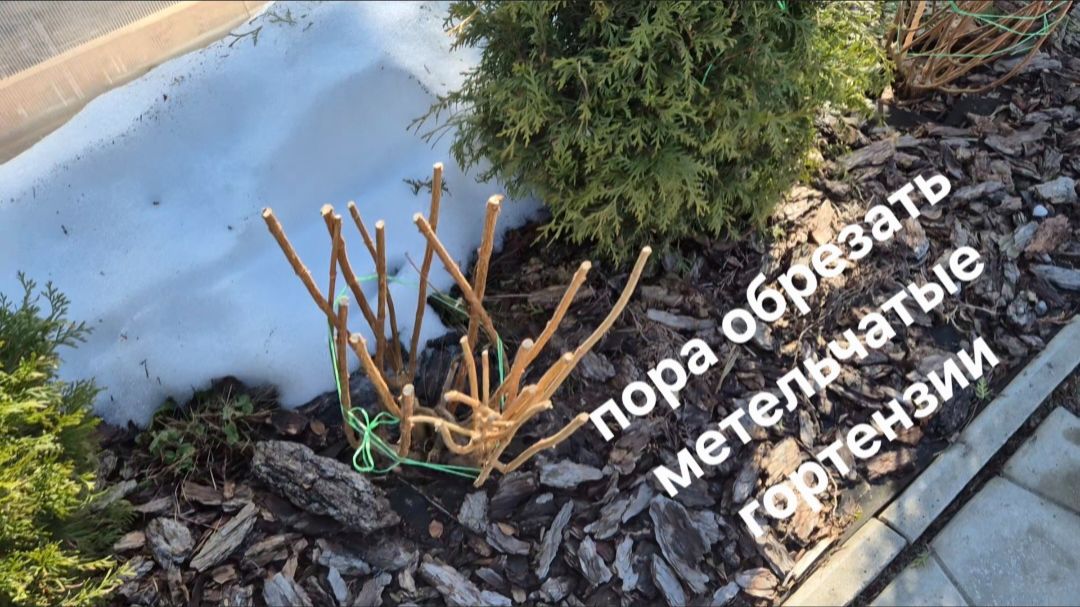 Конец марта в Подмосковье. Пора обрезать метельчатые гортензии.