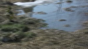 Дневник. 29.03.2026. Сад сходит снег