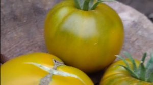 Томат Зелёная тайна личинки 🍅🍅🍅