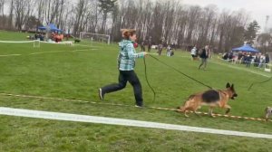 РАБОЧИЙ СУКИ / КЧК КРАСНОДАР 28 марта`26 З.Данильченко Моно немецких овчарок