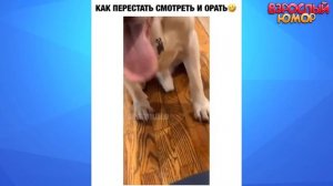 СМЕХА ДО СЛЁЗ   ЛУЧШИЕ ПРИКОЛЫ 2026