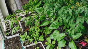 Обзор всей рассады на 29 марта сезон 2026! Все цветет и растёт отлично.