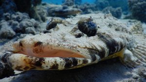 Рыба крокодил