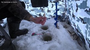 Последний лёд, рыбалка весной. Утренний бешенный клёв. Сегодня рыба жадно глотает мормышку. 12.03.26