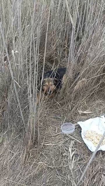 Сбили собаку! 🆘 Срочно. Волгоград, Кировский.
Как давно лежит не понятно. В клинику везли некому. Л