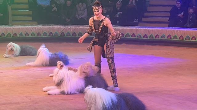 Цирковая программа заслуженного артиста России Тиграна Акопяна.