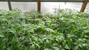 Обзор рассады томатов, перца и огурцов в неотапливаемой придомовой теплице 29 марта 2026 года.