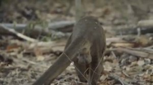 МАДАГАСКАР. Остров жизни _ Реальный сюжет _ Документальный фильм о животных