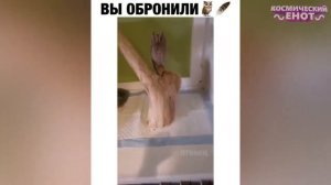 ЛУЧШИЕ ПРИКОЛЫ 2026 ржака до слез угар прикол   ПРИКОЛЮХА ЗАСМЕЯЛСЯ - ПОДПИСАЛСЯ!