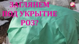 ПЕРВАЯ ВСТРЕЧА С РОЗАМИ. ЧТО ПОД УКРЫТИЕМ?