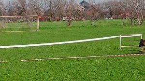 ЮНИОРЫ СУКИ ДШ / КЧК КРАСНОДАР 28 марта`26 З.Данильченко Моно немецких овчарок