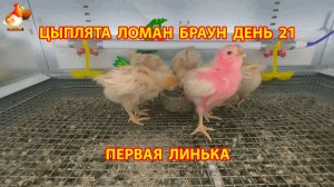 Цыплята Ломан Браун с нуля День 21 - первая линька в 3 недели 😄🐥