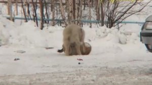 "МИМОХОДОМ", 29 марта 2013 год. Автор проекта О. Дзиов