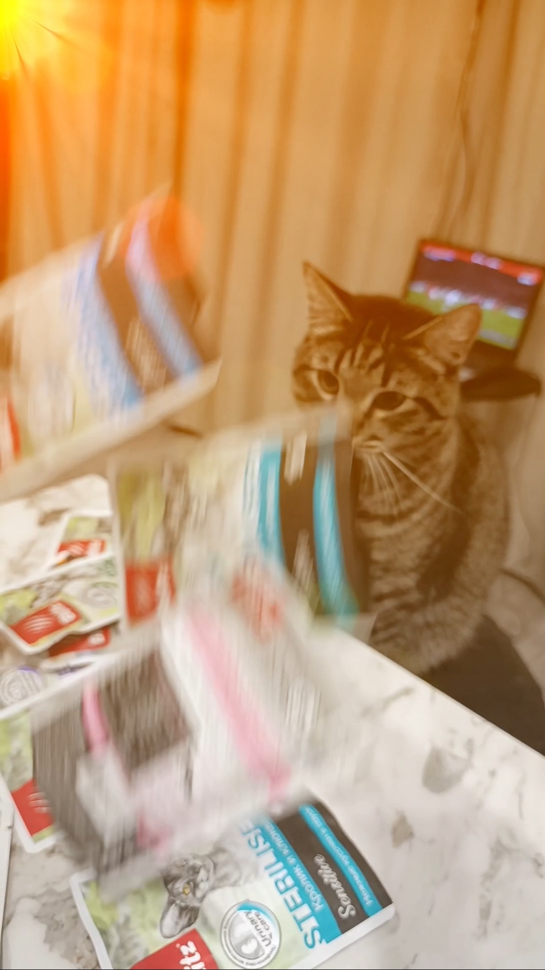 Йода кот и вкусняшки😻