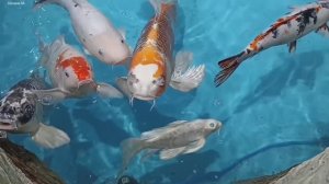 Карпы и рисунки любимых животных. Южно-Сахалинский зоопарк.mp4