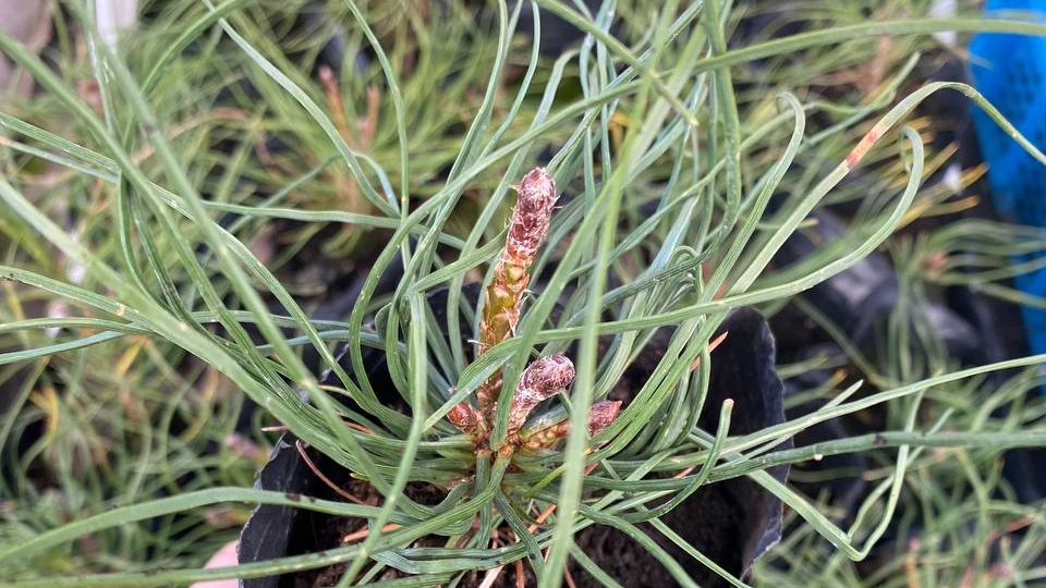 Сосна горная пумилио