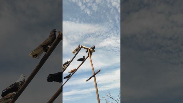 VID_20260329_101225.mp4