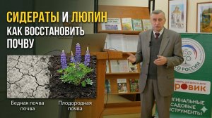 Люпин, сидераты и биоудобрения: как восстановить плодородие почвы