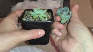 Распаковка замороженной посылки с суккулентами