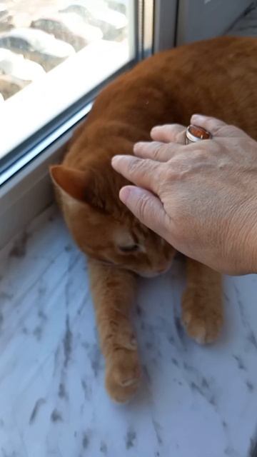 Котик Рыжик у окна музыка