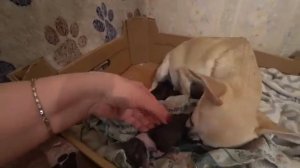 Жизнь на пенсии/ У кого кошечки, а у меня собачки / Роды чихуахуа  Серия 2