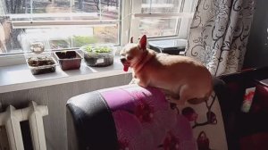 Доброе утро/Моя рассада/Моя зарядка/Простая жизнь в провинции/Россия 🇷🇺