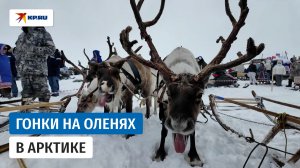 Гонки на оленях на Таймыре