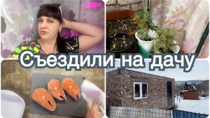 Съездили на дачу. Посолила рыбу. Куда столько рассады?