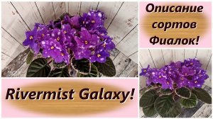 Описание сортов Фиалок! Rivermist Galaxy!