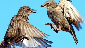 Народные праздники в апреле с 6 по 10