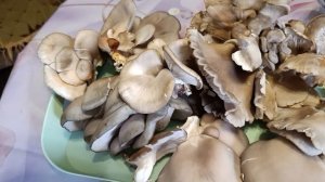 Грибы вешенки с отработанных мешков