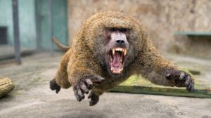 Мистер ОПАСНАЯ НЕОЖИДАННОСТЬ! Рокки из милого пушистика вмиг превращается в дикого зверя - анубиса!