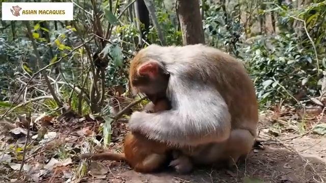 Японские макаки явно переусердствовали... 1000045953.mp4