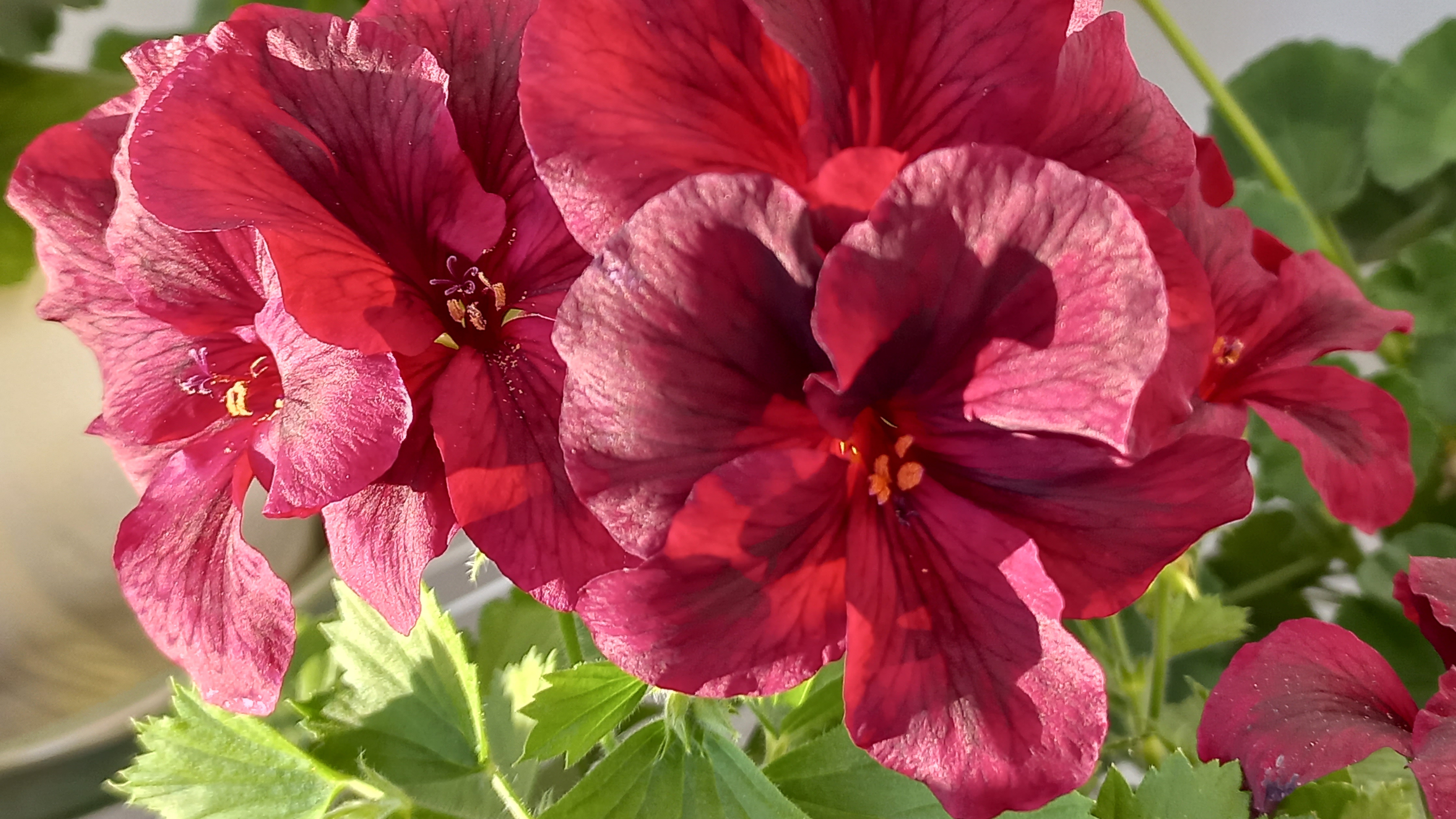 Королевская пеларгония в лучах солнца.Релакс.